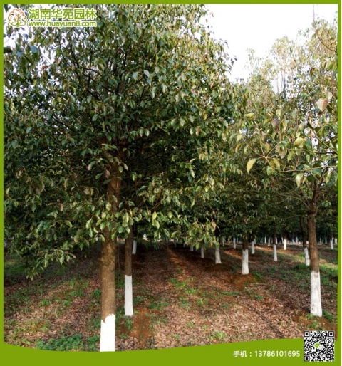 香樟樹